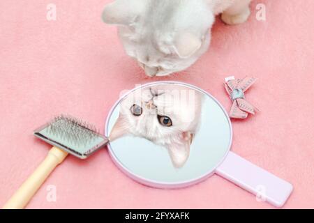 Die britische Kurzhaarkatze bewundert ihre Spiegelung im Spiegel. Schöne Passe mit Pinsel und Schleife. Rosafarbener Hintergrund, Humor. Tierschönheitskonzept. Stockfoto