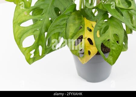 monstera Pflanze mit gelben Blättern. Wasser oder falsche Temperatur, Gartenarbeit. Monstera-Blattkrankheiten. Stockfoto