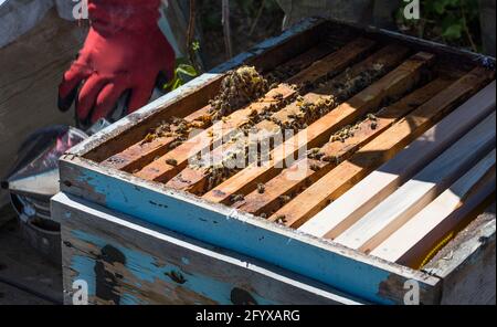 Bienenwaben Reihen sich in Reihen an und ein Foto von Eine arbeitende Biene im Inneren Stockfoto