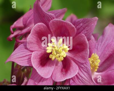 Eine Nahaufnahme von blühenden violetten Aquilegien blüht im verschwommenen Hintergrund Stockfoto