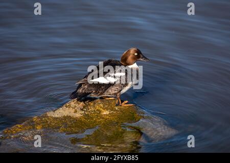 Weibliches Goldeneye (Bucephala clangula), das auf einem Felsen in der Töölönlahti-Bucht in Helsinki, Finnland, steht Stockfoto