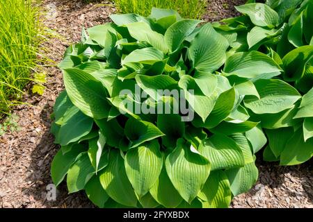 Hosta verlässt die Wegerich-Lilie im Garten Hostas Stockfoto