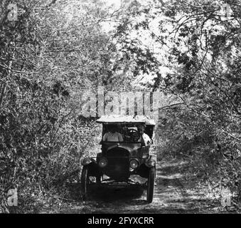 Ein Mann fährt ein Auto durch dichtes Laub, USA, 1915. Stockfoto