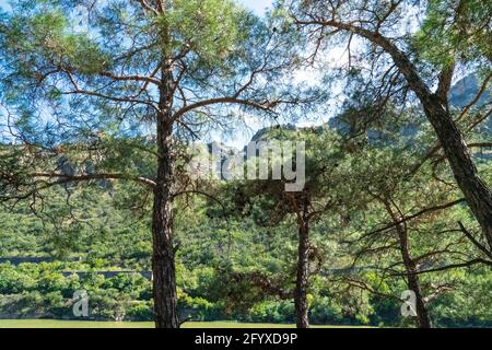 Bäume in einem grünen Wald als abstrakter Hintergrund Stockfoto