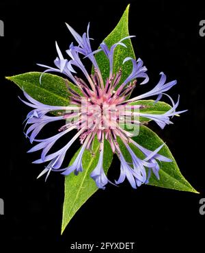 Nahsicht und Überblick der mehrjährigen Junggesellenblüte (Centaurea montana) vom Garten im Zentrum von Virginia. Stockfoto