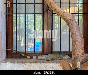 Leguan, der sich auf der Fensterbank entspannt Stockfoto