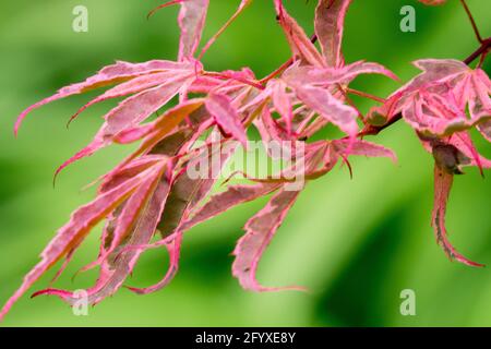 Acer palmatum Geisha Gone Wild Japanischer Ahorn das neue Frühlingsbelaub ist brillant rosa, lila und gewellt Stockfoto