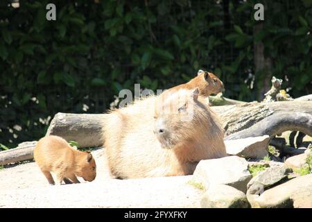 Capybara im Overloon Zoo in den Niederlanden Stockfoto