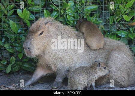 Capybara im Overloon Zoo in den Niederlanden Stockfoto