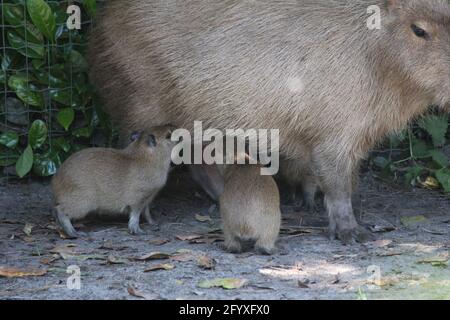 Capybara im Overloon Zoo in den Niederlanden Stockfoto