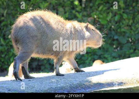 Capybara im Overloon Zoo in den Niederlanden Stockfoto