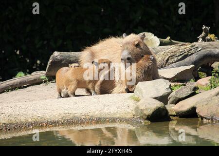 Capybara im Overloon Zoo in den Niederlanden Stockfoto