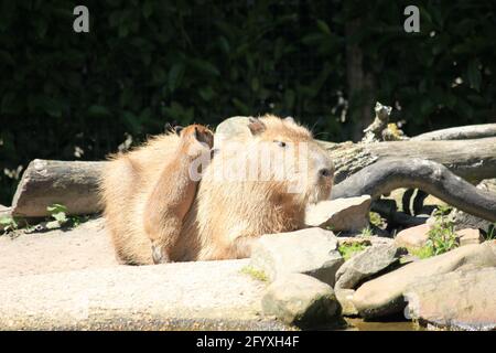 Capybara im Overloon Zoo in den Niederlanden Stockfoto