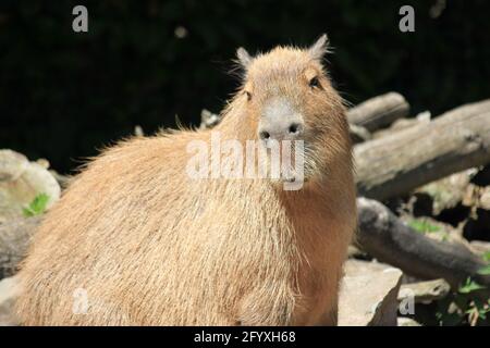 Capybara im Overloon Zoo in den Niederlanden Stockfoto