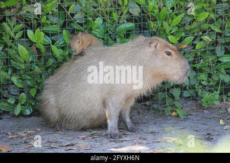 Capybara im Overloon Zoo in den Niederlanden Stockfoto