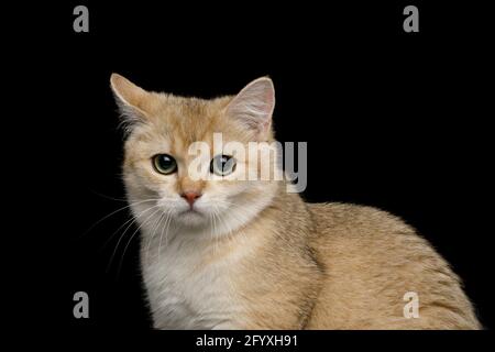 Portrait of Sad British Breed Katze rote Farbe auf isoliert Schwarzer Hintergrund Stockfoto