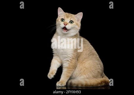 Lustige Katze aus britischer Rasse, die mit ihrem Mund erstaunt sitzt Auf einem isolierten schwarzen Hintergrund öffnen Stockfoto