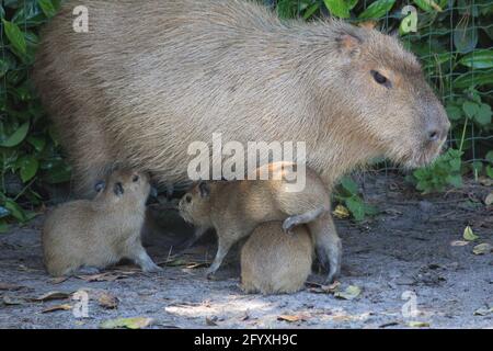 Capybara im Overloon Zoo in den Niederlanden Stockfoto