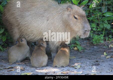 Capybara im Overloon Zoo in den Niederlanden Stockfoto