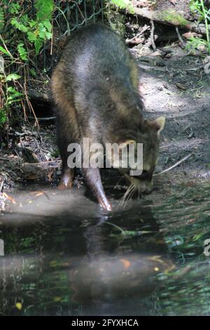 Krabbenfressende Waschbär im Overloon Zoo, Niederlande Stockfoto