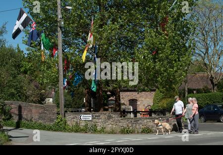 Aston on Clun, Shropshire, Großbritannien. Die frisch gekleidete schwarze Pappel, bekannt als der Arbor Tree im Zentrum des Dorfes, Stockfoto