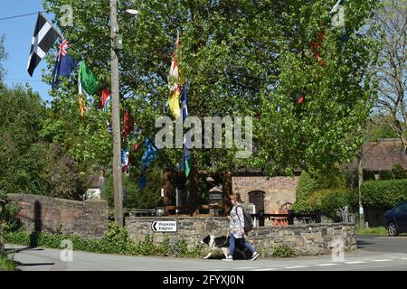 Aston on Clun, Shropshire, Großbritannien. Die frisch gekleidete schwarze Pappel, bekannt als der Arbor Tree im Zentrum des Dorfes, Stockfoto