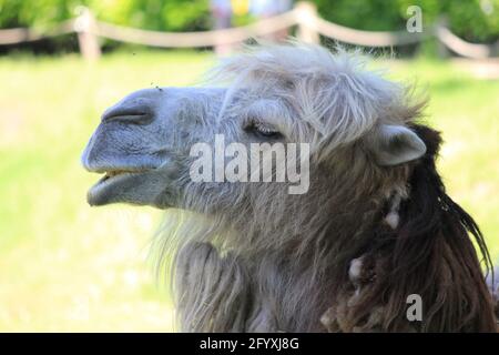 Kamele in Overloon Zoo, Niederlande Stockfoto