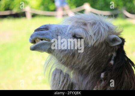 Kamele in Overloon Zoo, Niederlande Stockfoto