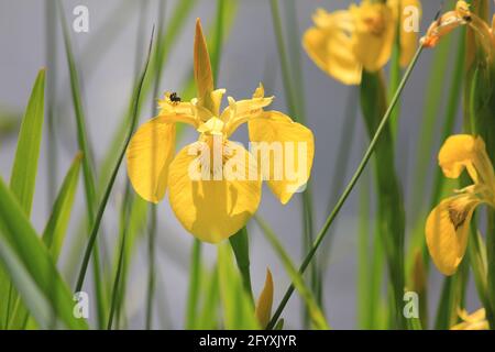 Blüte im Stadtpark Staddijk in Nijmegen, Niederlande Stockfoto