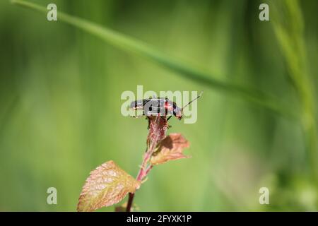 Blüte im Stadtpark Staddijk in Nijmegen, Niederlande Stockfoto