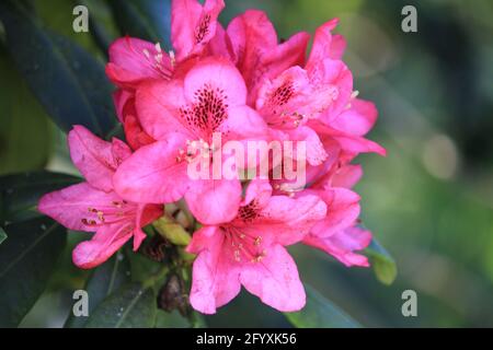 Thodedendron im Stadtpark Staddijk in Nijmegen, Niederlande Stockfoto