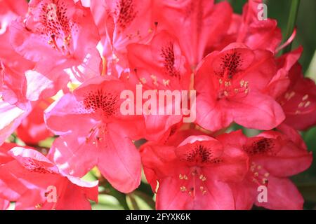 Thodedendron im Stadtpark Staddijk in Nijmegen, Niederlande Stockfoto