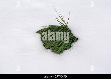 Grünes Gras unter geschmolzenem Schnee. Der Winter wird zum Frühling. Stockfoto
