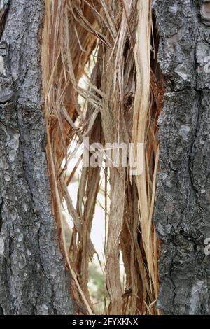 Holzsplitter zerbrochener Baumstamm spaltete sich in die Hälfte von schlechtem Wetter. Natur Hintergrund. Stockfoto