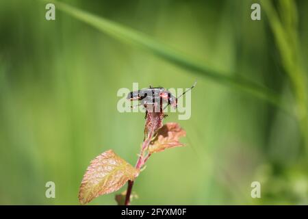 Blüte im Stadtpark Staddijk in Nijmegen, Niederlande Stockfoto