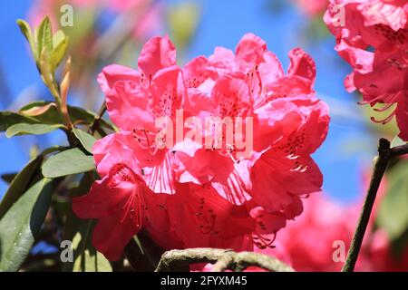 Thodedendron im Stadtpark Staddijk in Nijmegen, Niederlande Stockfoto