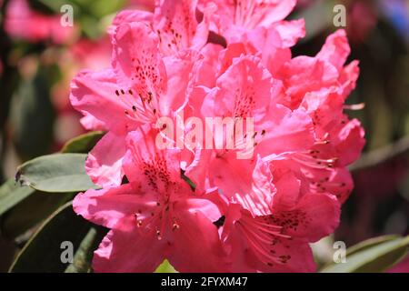 Thodedendron im Stadtpark Staddijk in Nijmegen, Niederlande Stockfoto