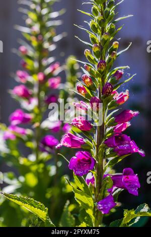 Digitalis purpurea ‘Dalmation Purple’ Stockfoto