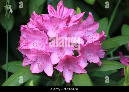 Thodedendron im Stadtpark Staddijk in Nijmegen, Niederlande Stockfoto