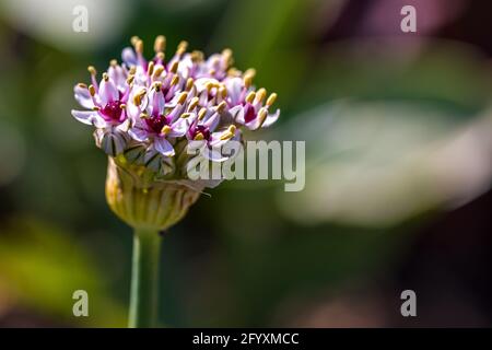 Allium „Silver Spring“ Stockfoto