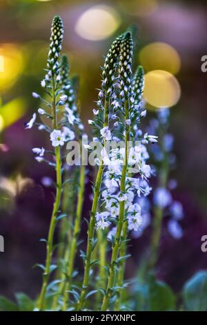 Veronica gentianoides ‘Tissington White’ Stockfoto