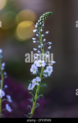 Veronica gentianoides ‘Tissington White’ Stockfoto