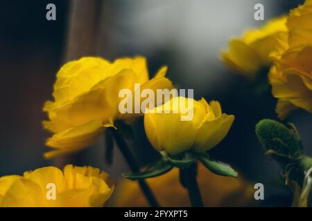 Gruppe von gelben Rosen mit dunklem unfokussierten Hintergrund Stockfoto