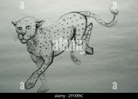 Kunst Zeichnung Skizze Linie Gesicht Leopard Tiger Stockfoto