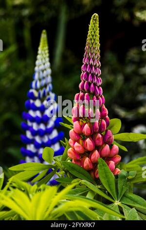 Lupinus 'King Canute' & die wunderschönen legendären Rosentöne Lupin Stockfoto