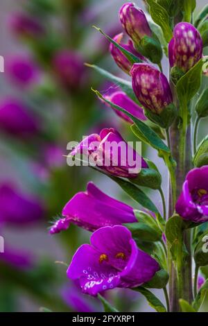 Digitalis purpurea ‘Dalmation Purple’ Stockfoto