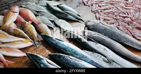 Frischer Fisch und Tintenfisch auf einem Holztisch. Der Fischerkresen. Sri Lanka. Breites Foto. Stockfoto