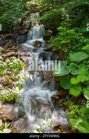Strom zwischen den Steinen im Wald. Wasser fließt durch die kleinen Kaskaden. Wunderbarer Naturhintergrund. Frischekonzept Stockfoto