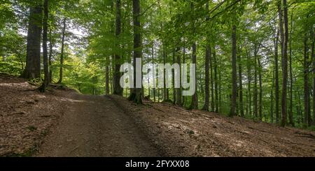 Landstraße durch Buchenwald. Naturkulisse im Sommer. Getucktes Licht durch Laub auf dem Boden Stockfoto