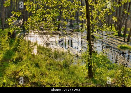 Die aufgehende Sonne scheint über den Blättern der Bäume wachsen in den Wald, sumpfigen Pool. Mai in Polen.Horizontale Ansicht. Stockfoto